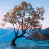 Tree-inside-Sea