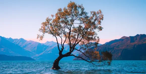 Tree-inside-Sea