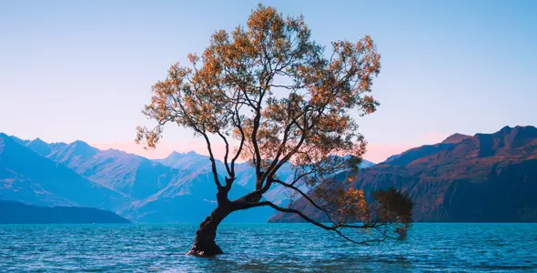 Tree-inside-Sea